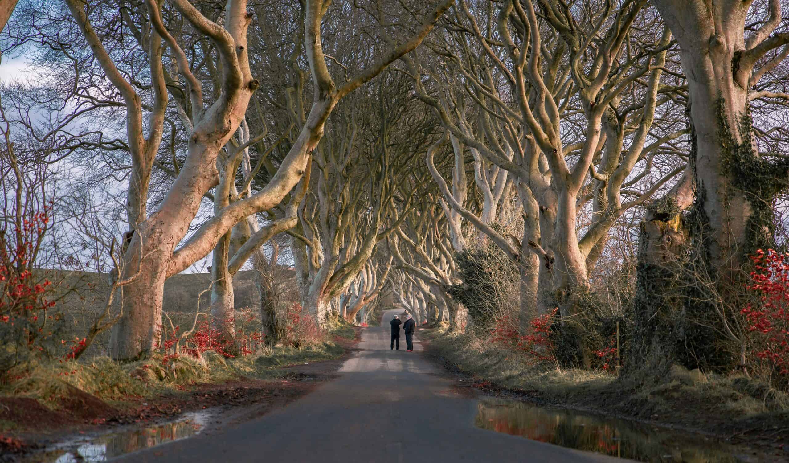 Tree-lined road with twisted branches forming a natural canopy.